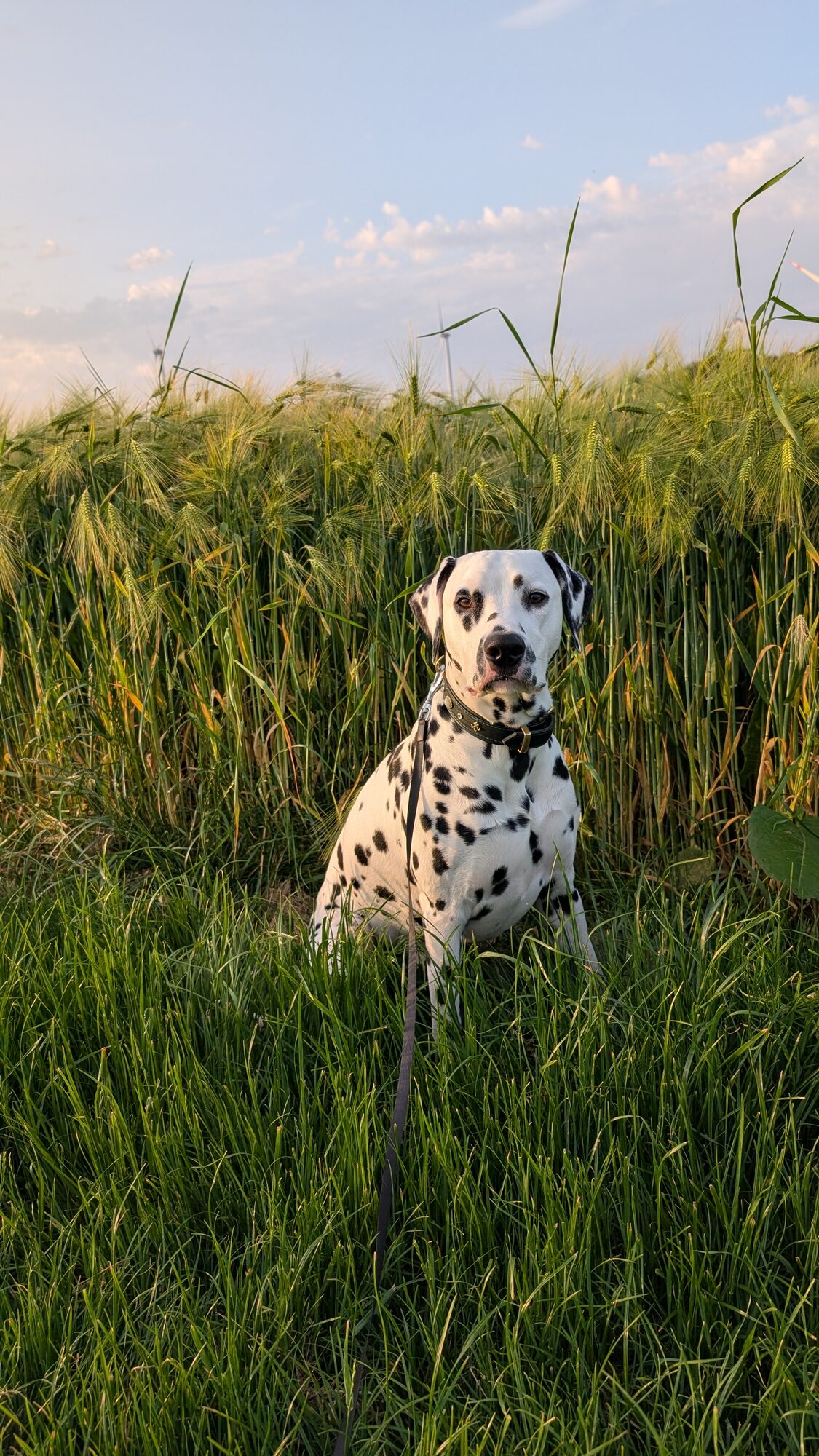 Bello im Feld