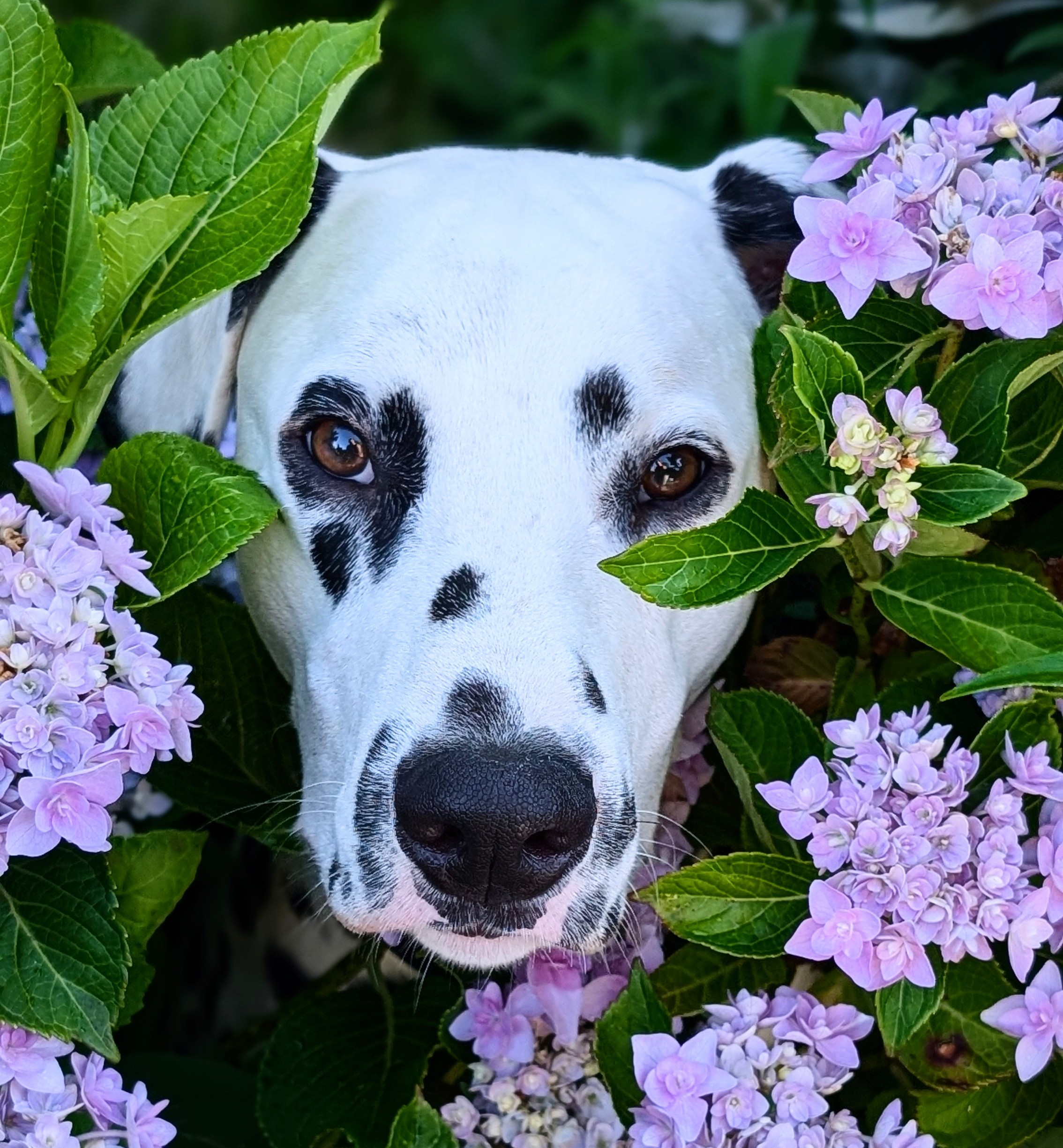 Bello im Garten
